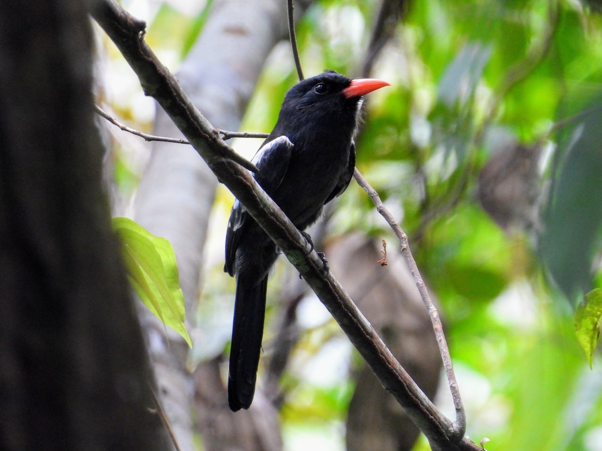 Black Nunbird - ML623957748