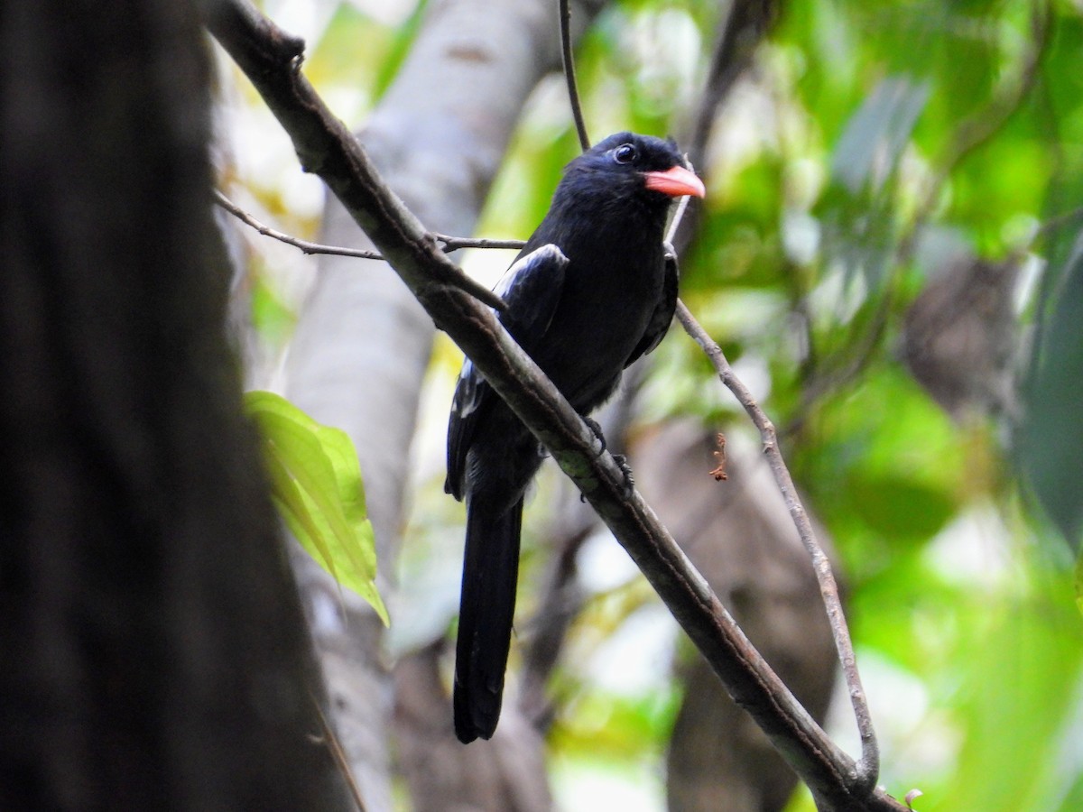 Black Nunbird - ML623957749