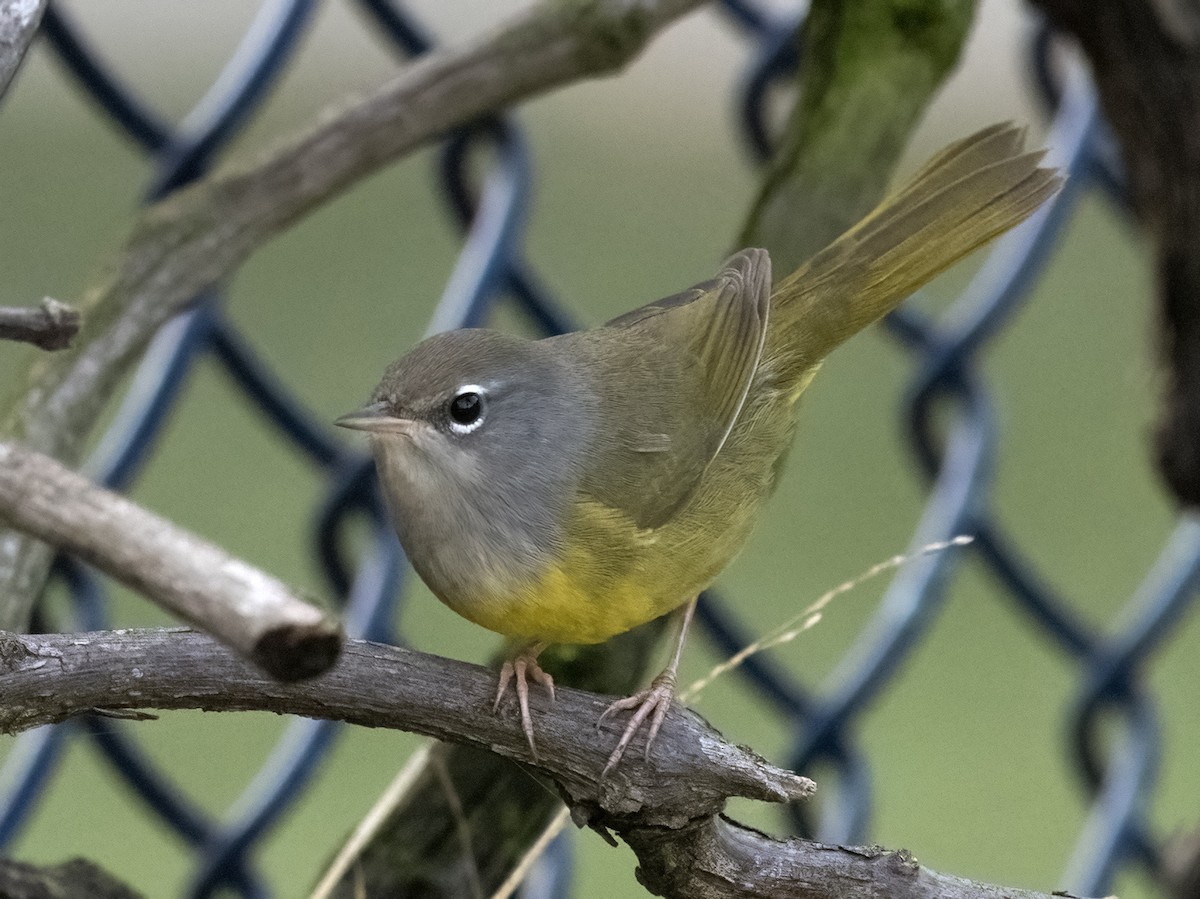 MacGillivray's Warbler - ML623957774