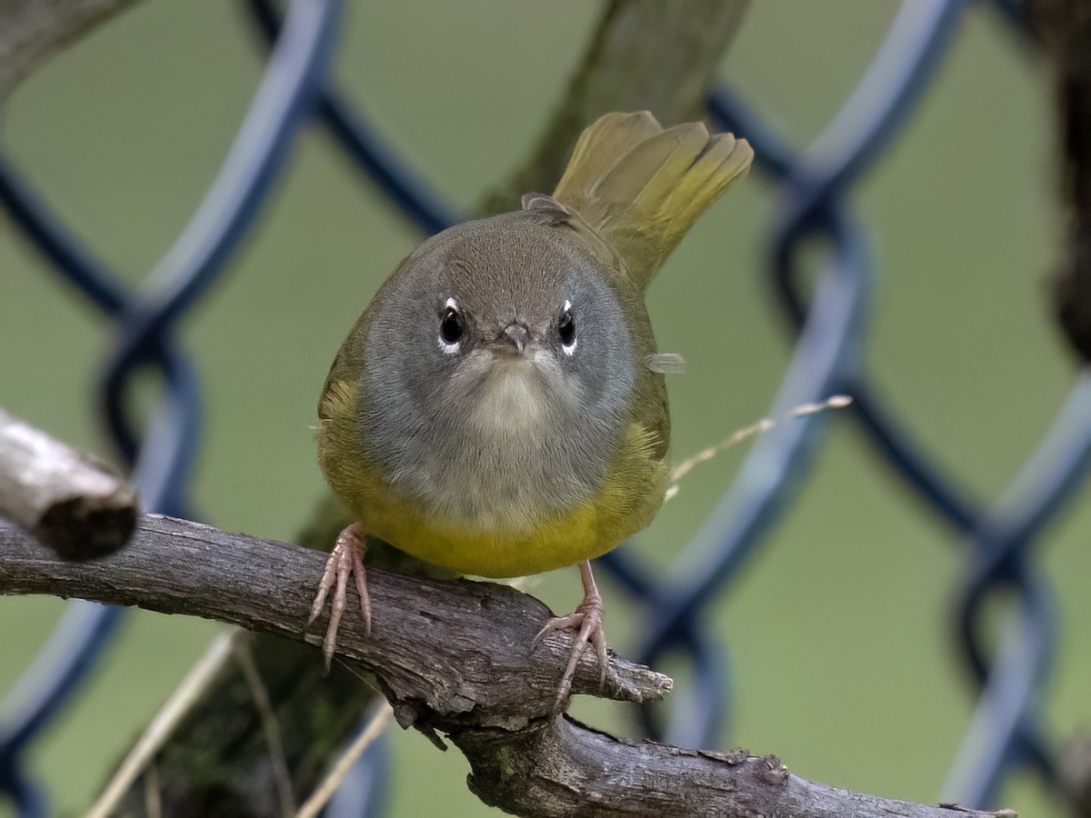 MacGillivray's Warbler - ML623957776