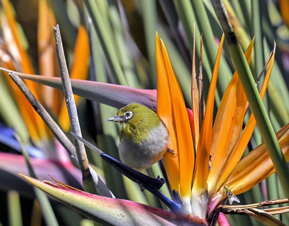 Cape White-eye - ML623957778