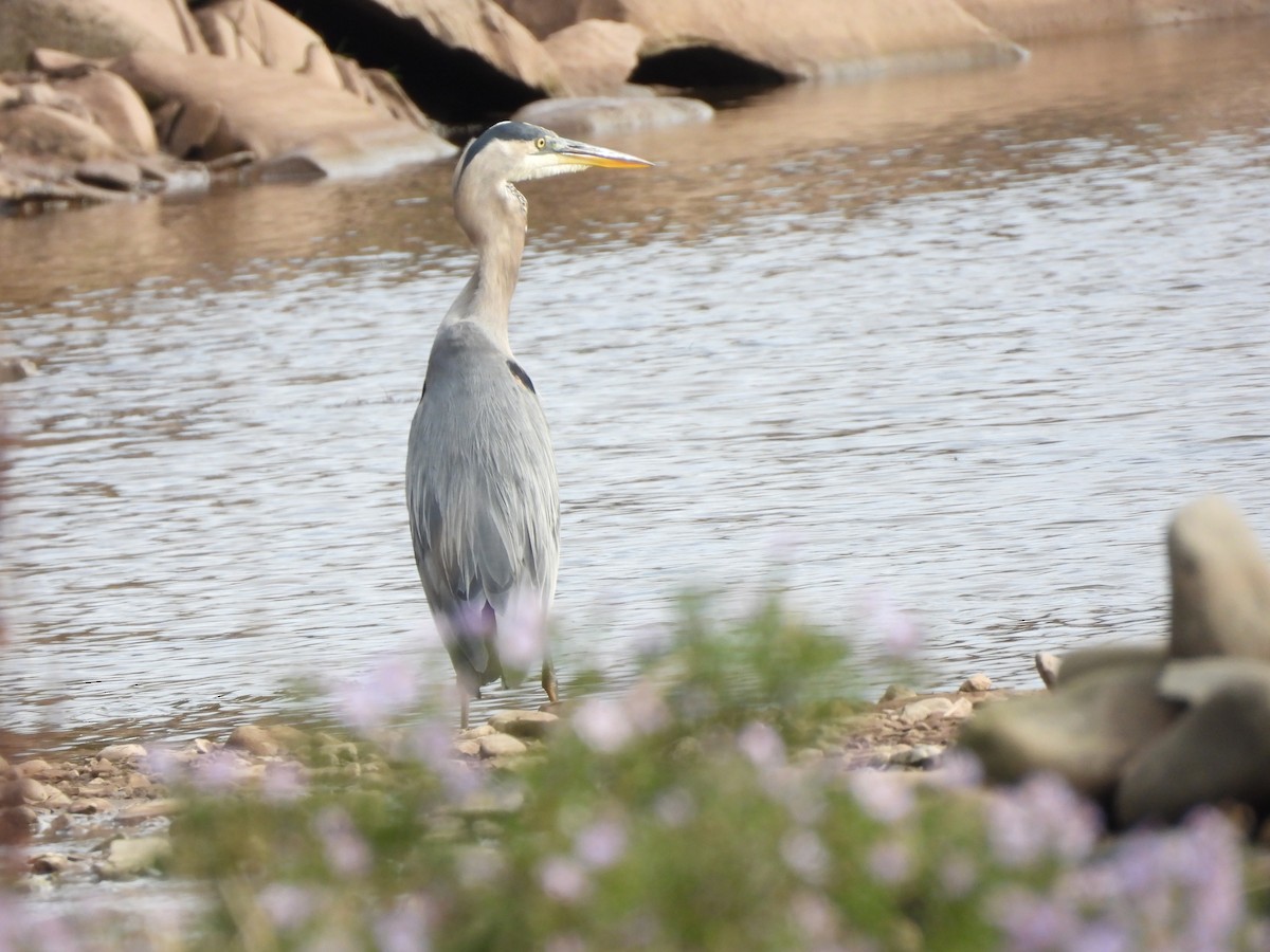 Great Blue Heron - ML623957779