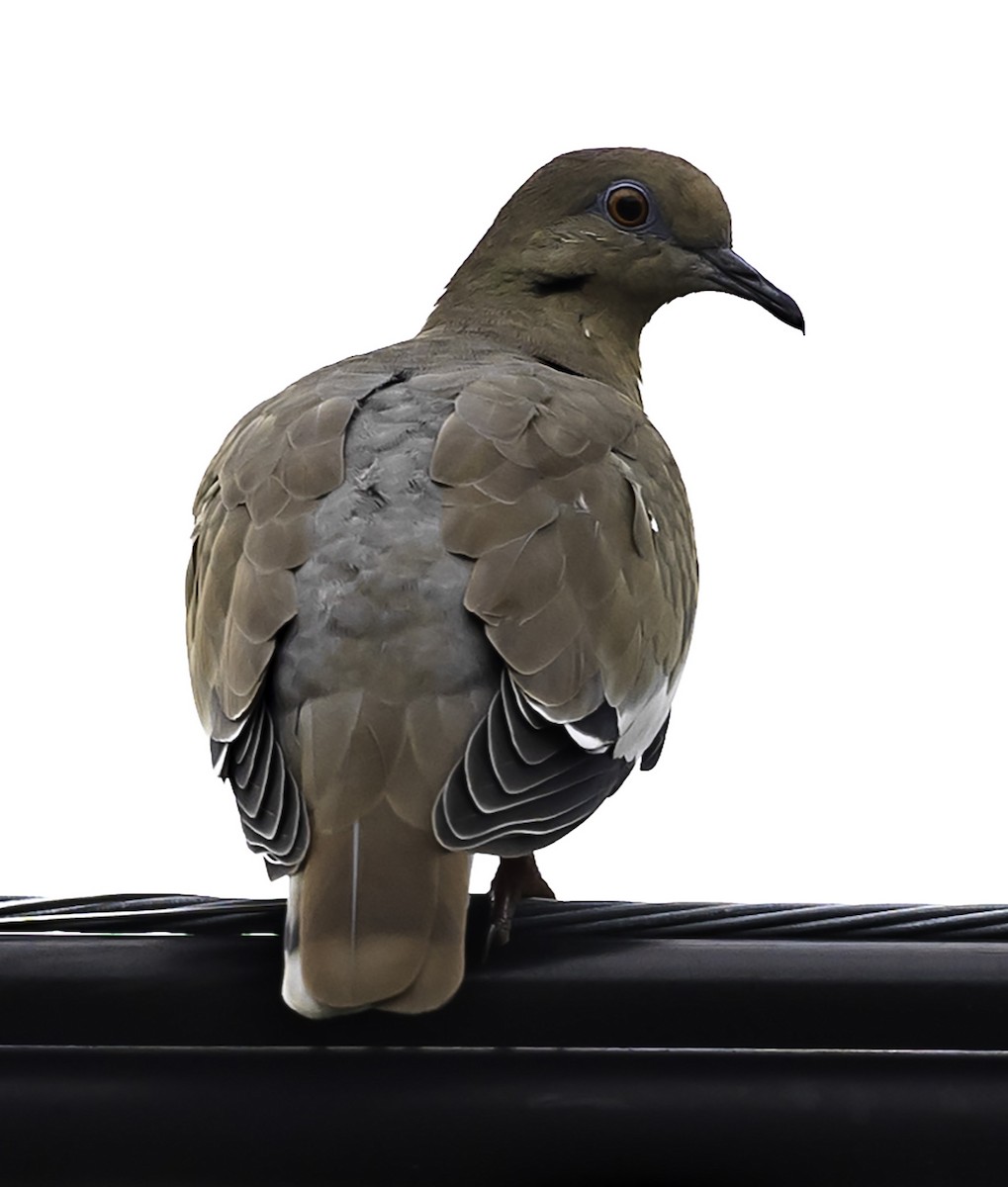 White-winged Dove - ML623957785