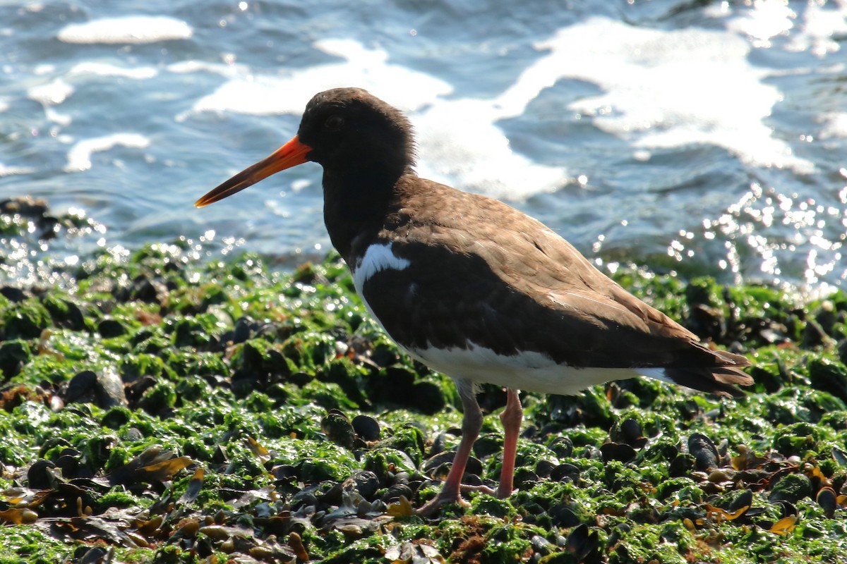 Eurasian Oystercatcher - ML623957795