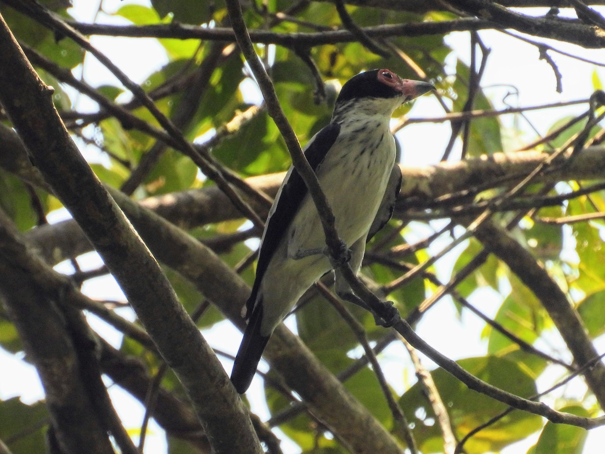 Black-tailed Tityra - ML623957799