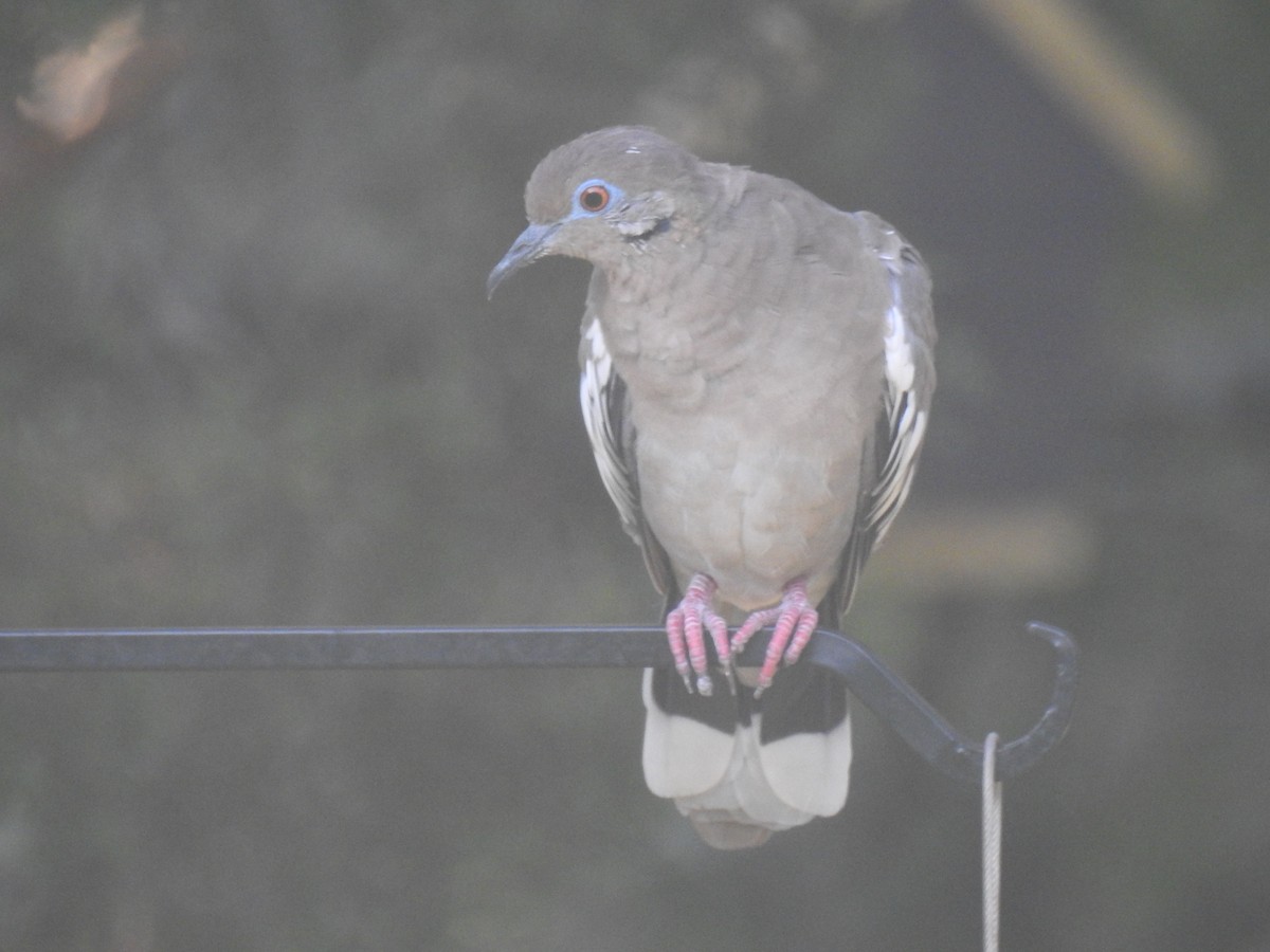 White-winged Dove - ML623957817