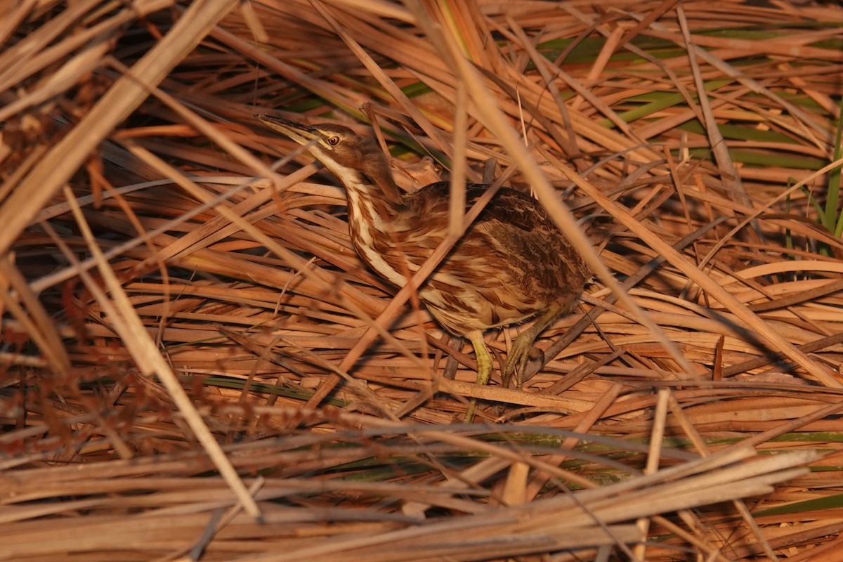 American Bittern - ML623957835