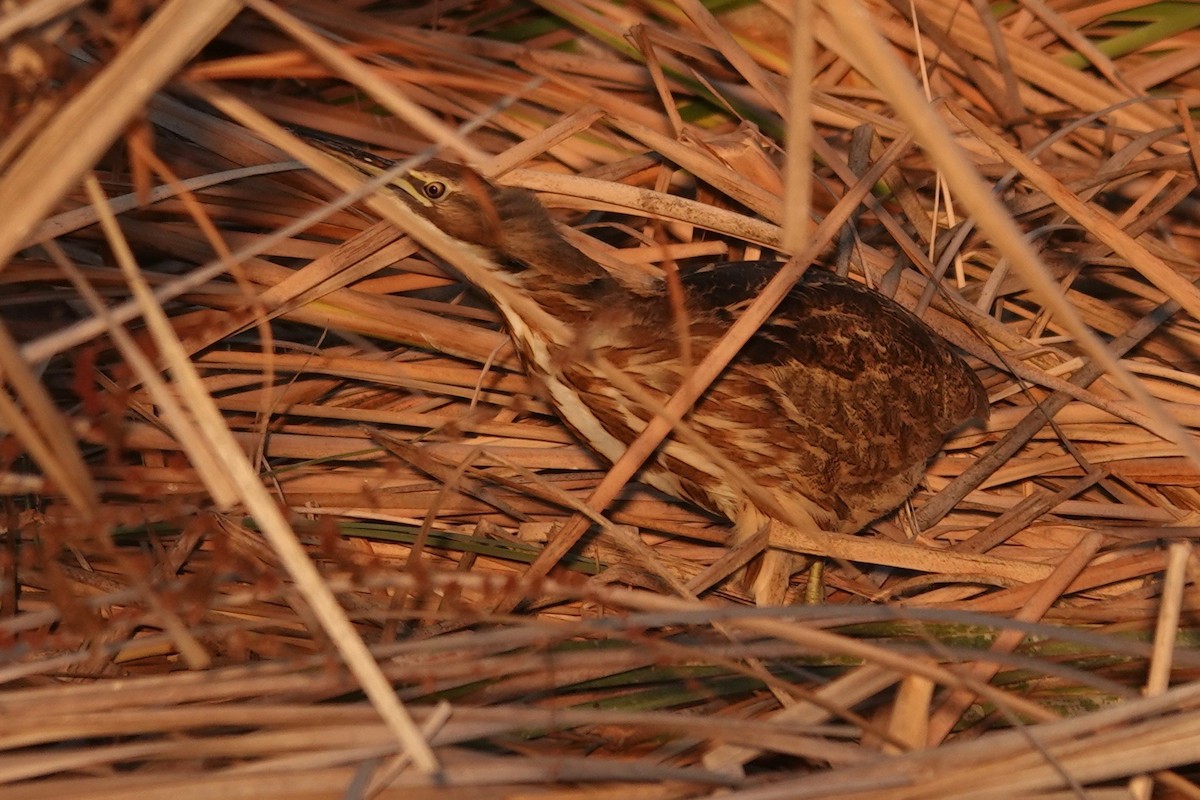 American Bittern - ML623957836