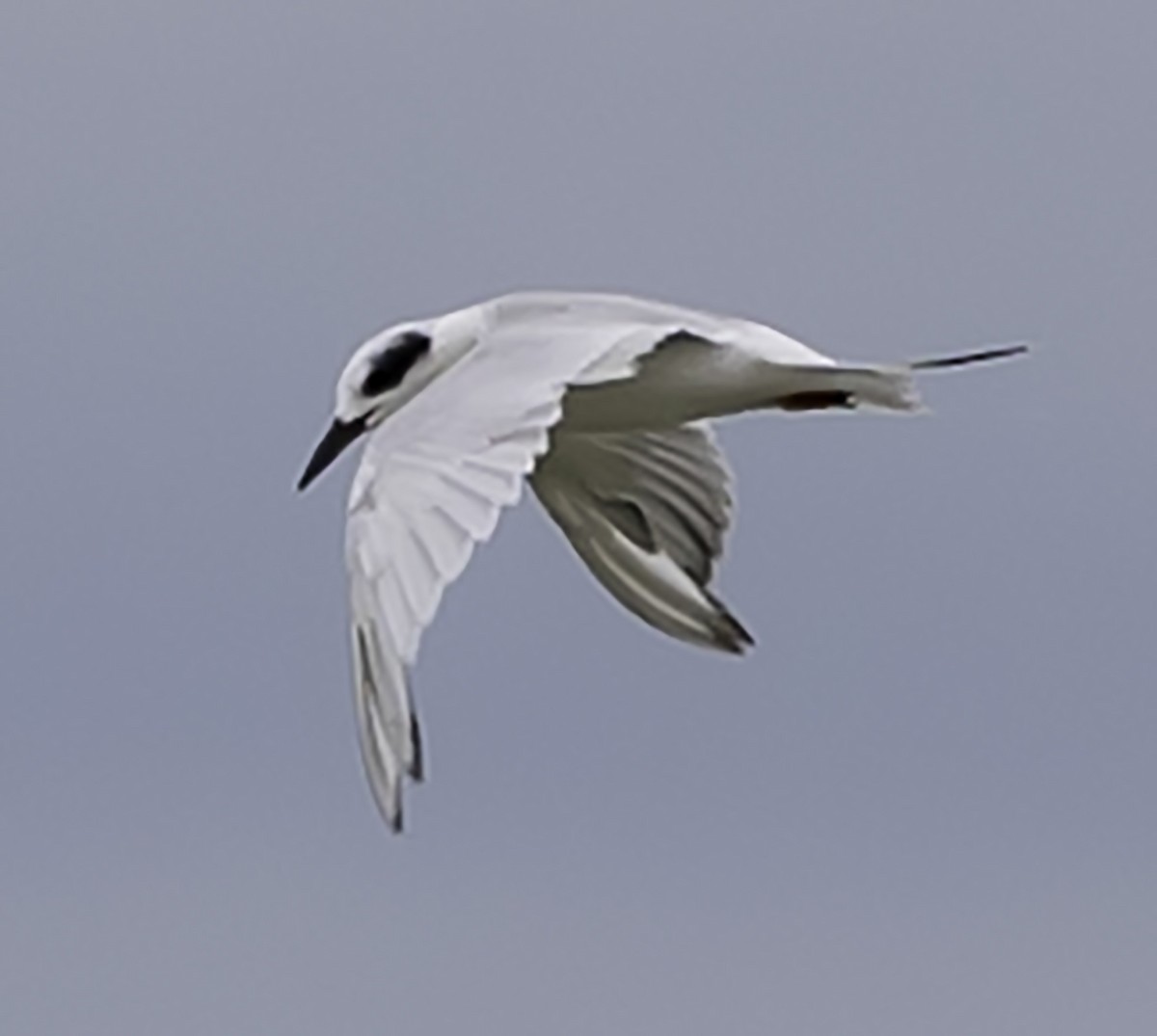 Forster's Tern - ML623957846