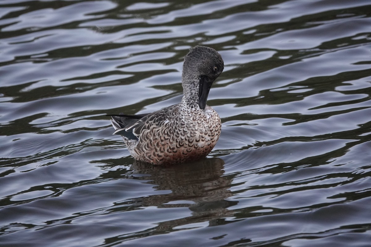 Northern Shoveler - ML623957847