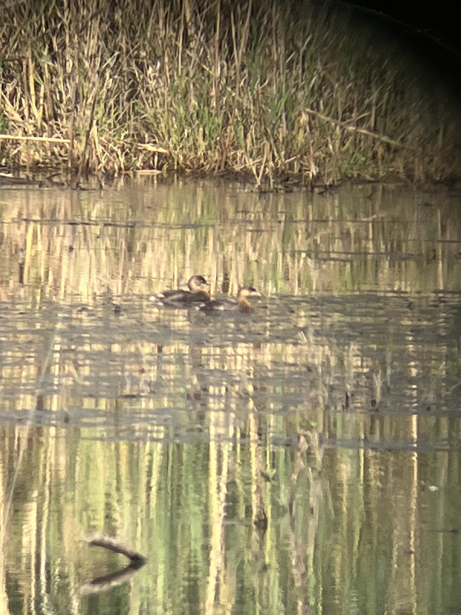 Pied-billed Grebe - ML623957874