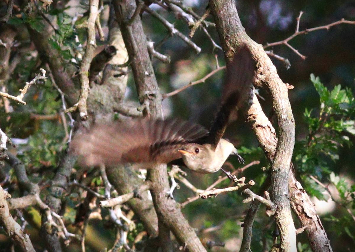 Eastern Wood-Pewee - Gigi DelPizzo