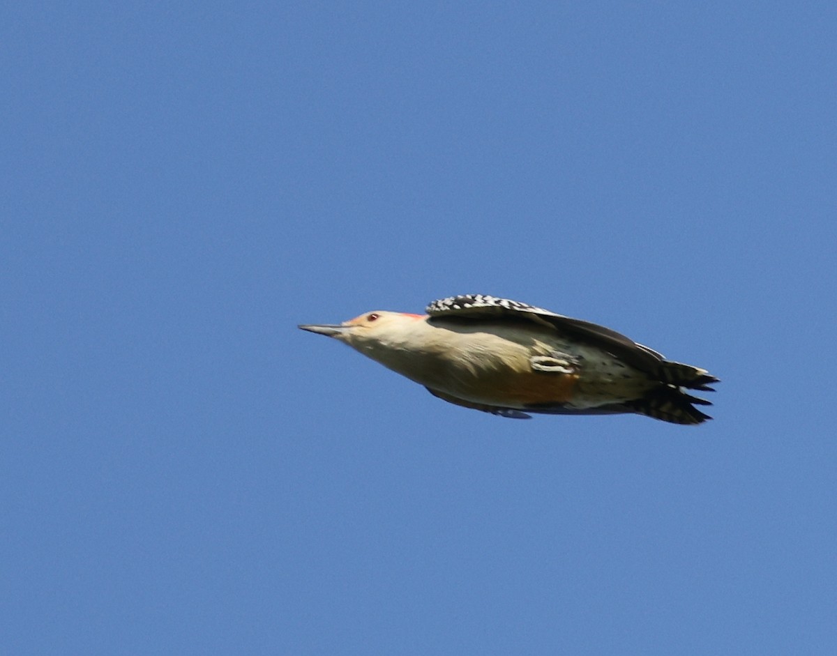 Red-bellied Woodpecker - ML623957899