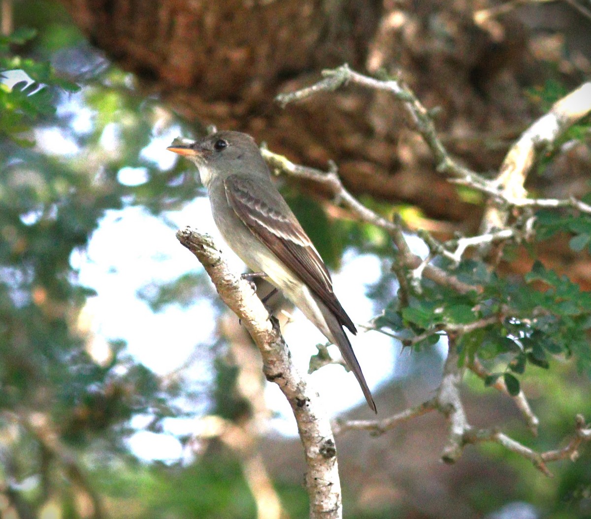 Eastern Wood-Pewee - Gigi DelPizzo