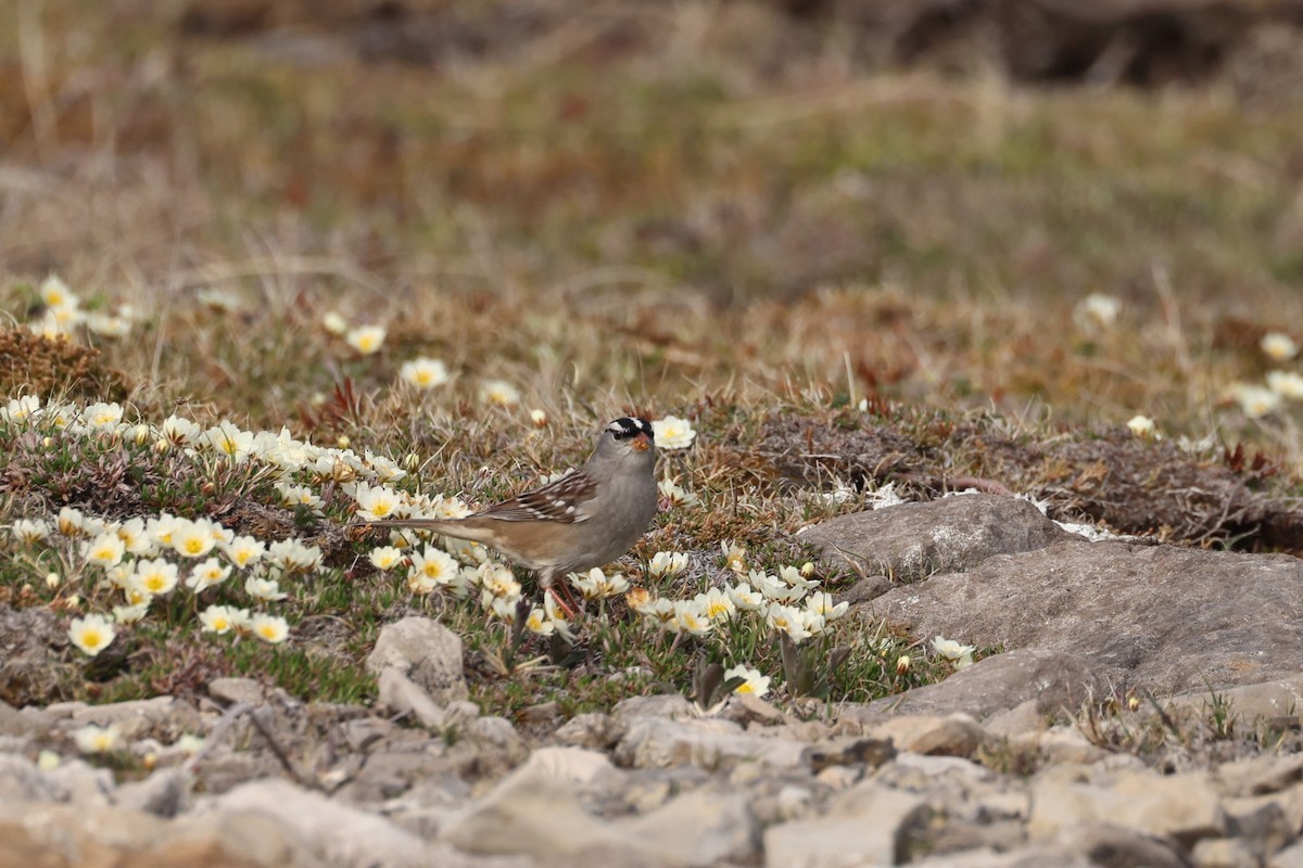 White-crowned Sparrow - ML623957909