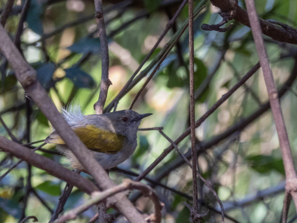 Green-backed Camaroptera - ML623957914