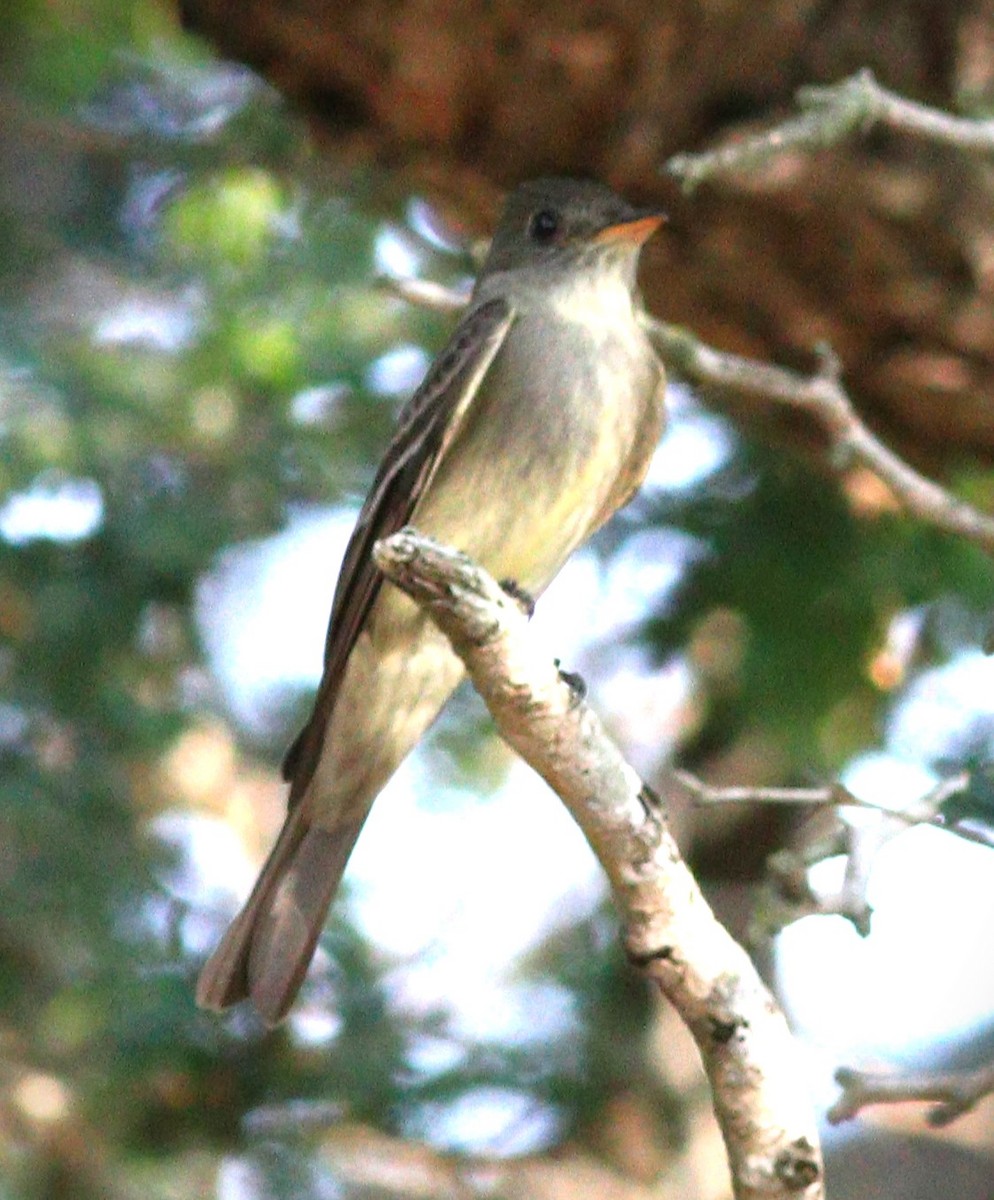 Eastern Wood-Pewee - ML623957922