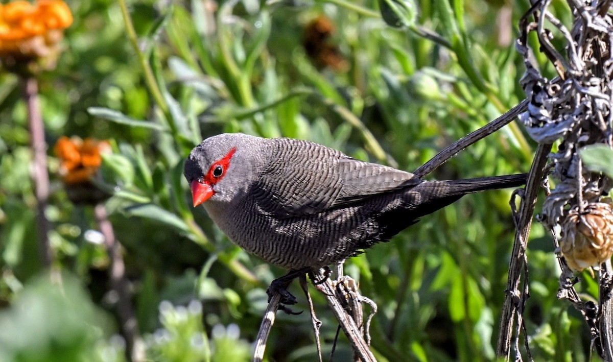 Common Waxbill - ML623957924