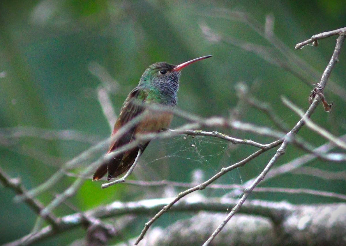 Buff-bellied Hummingbird - ML623957929