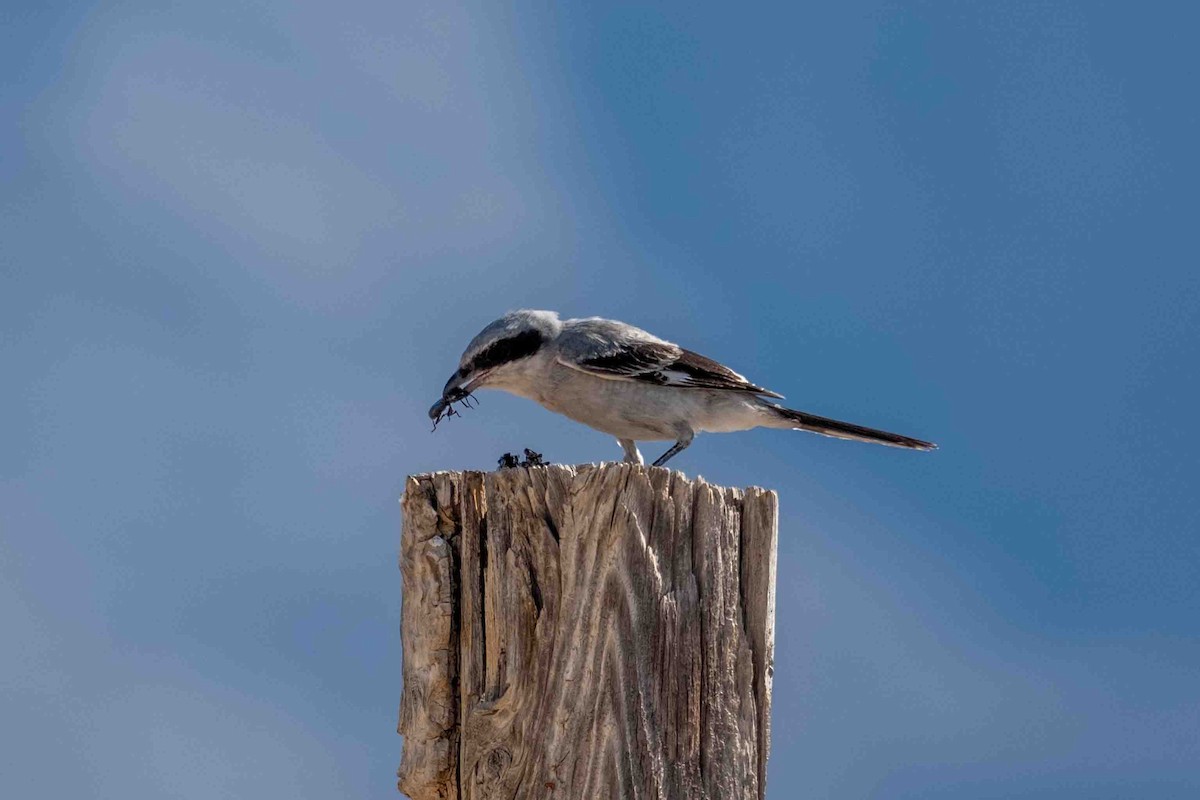 Loggerhead Shrike - Greg Shott