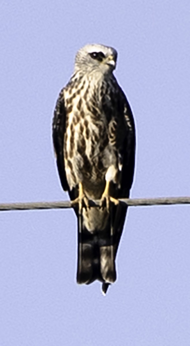 Mississippi Kite - ML623957932