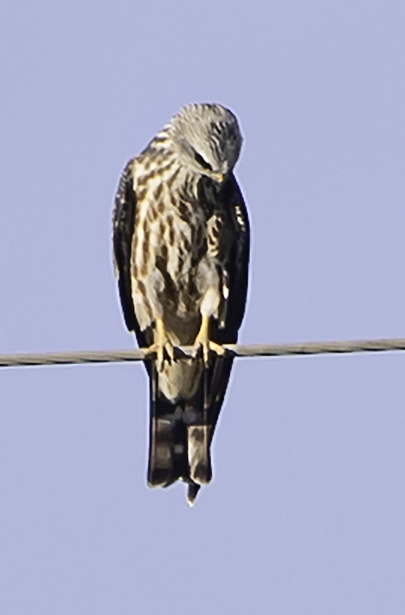 Mississippi Kite - ML623957933