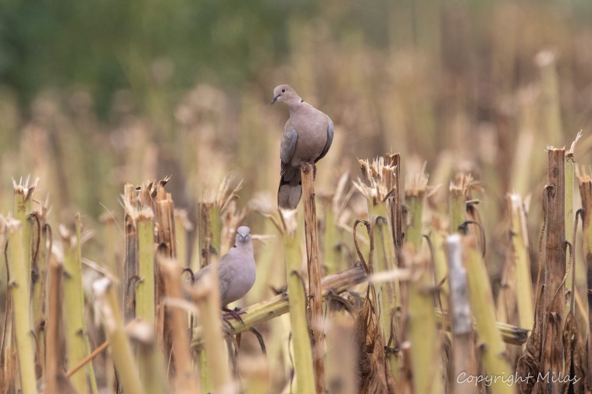 Eurasian Collared-Dove - ML623957939