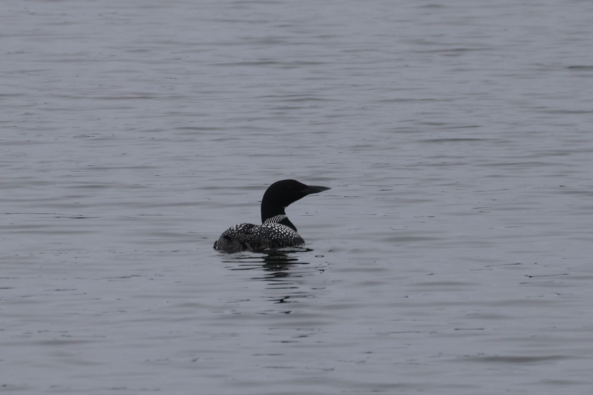 Common Loon - Michael Gallo