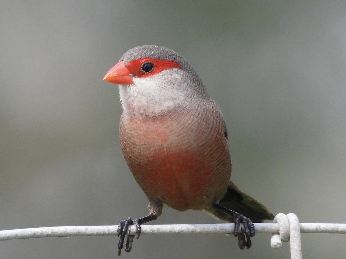 Common Waxbill - ML623957968