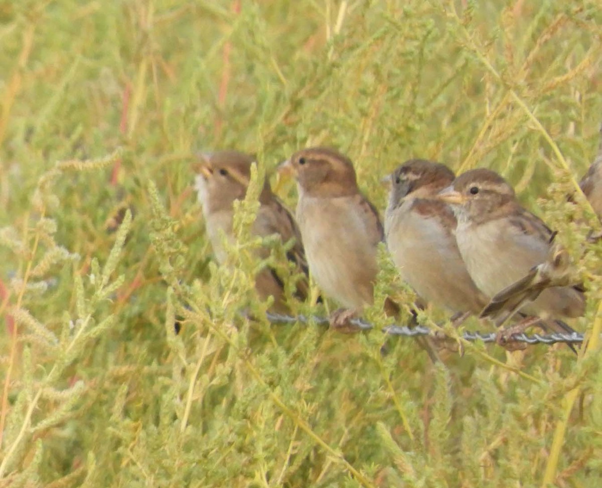 House Sparrow - ML623957974