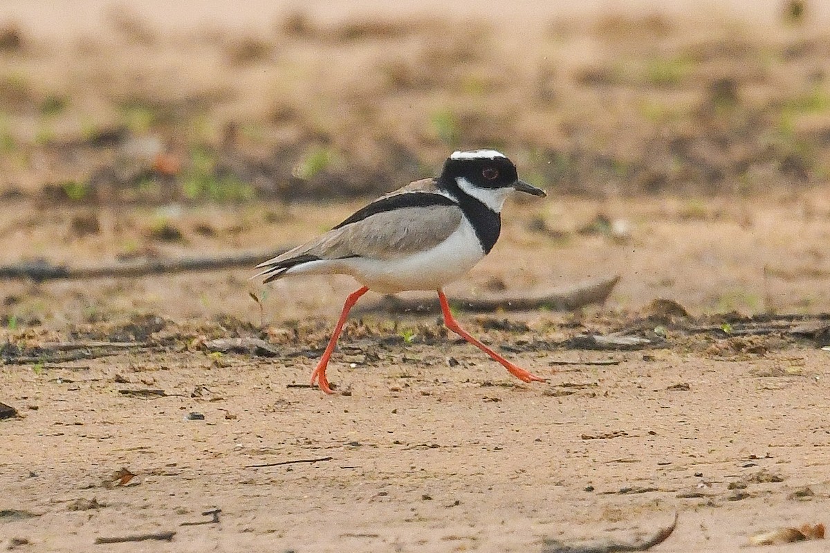 Pied Plover - ML623957977