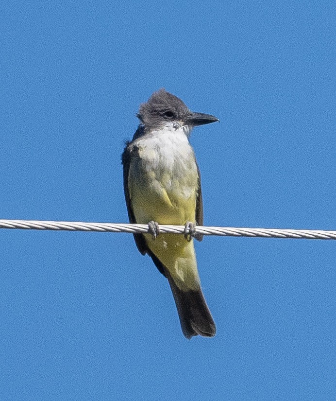 Thick-billed Kingbird - Eric Kallen