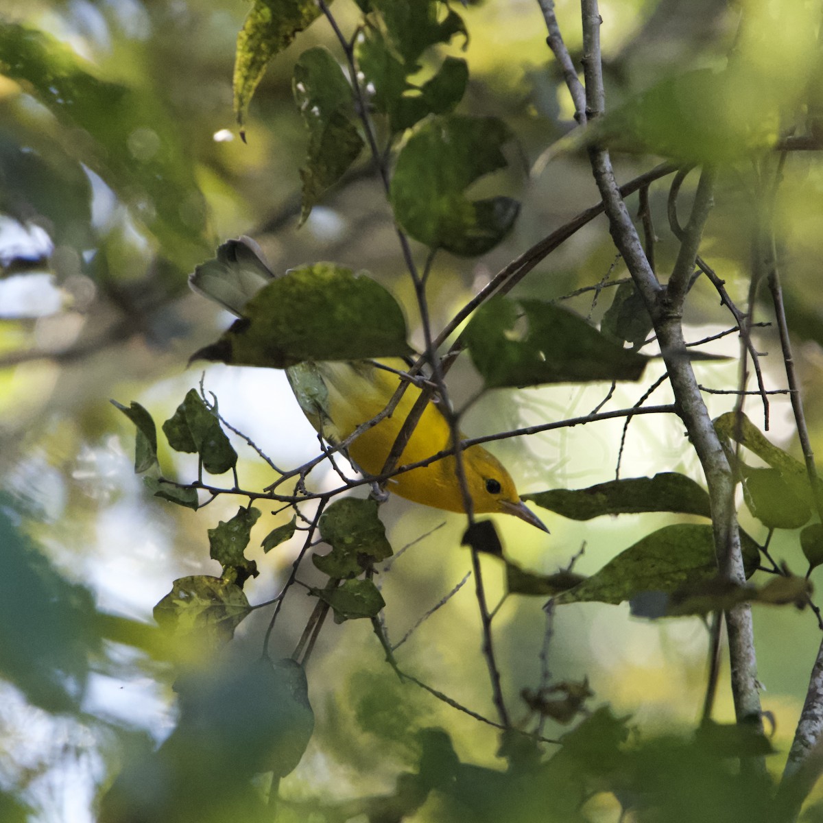 Prothonotary Warbler - Brian Dawson