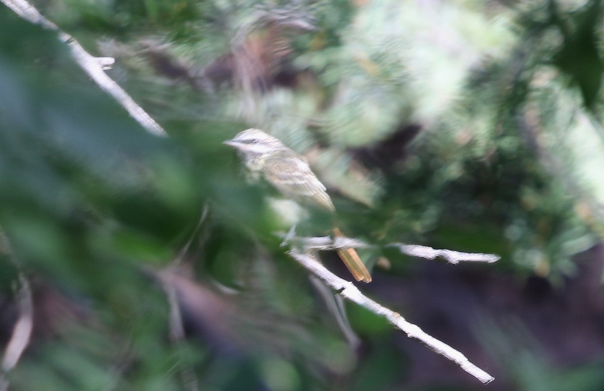 Sulphur-bellied Flycatcher - ML623958008