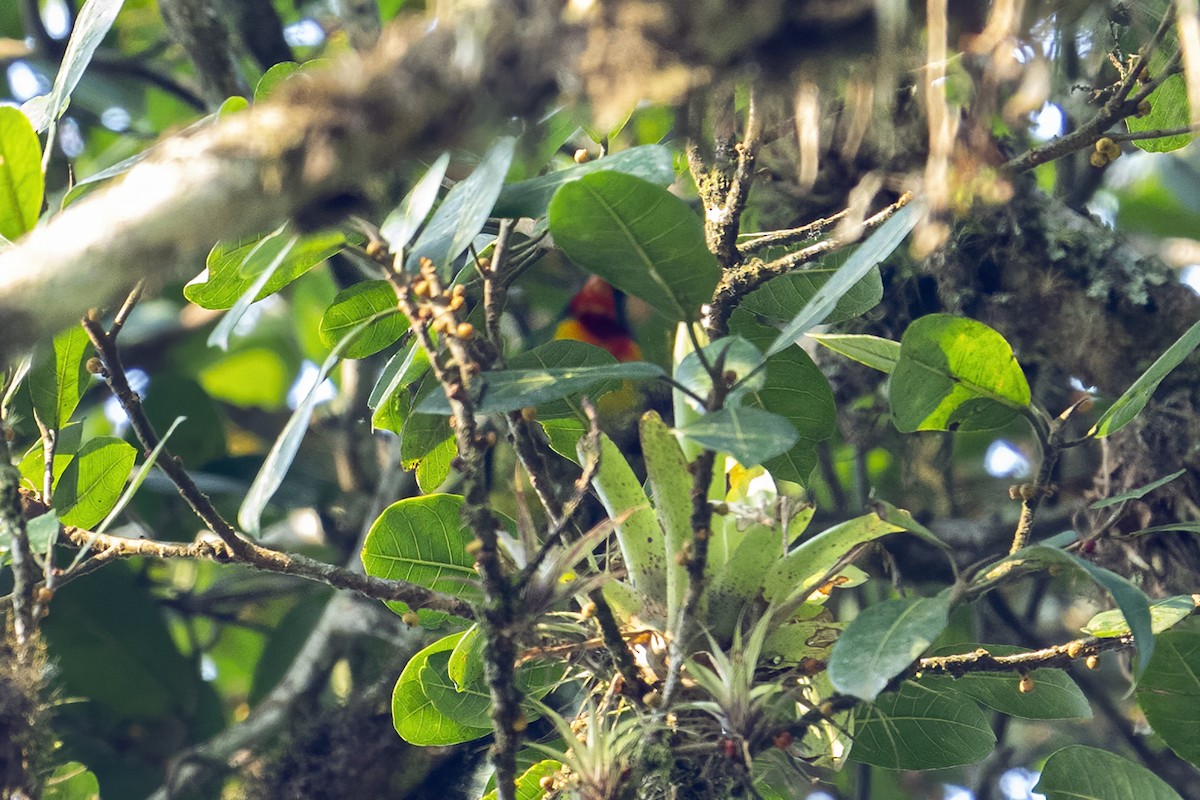 Scarlet-breasted Fruiteater - ML623958019