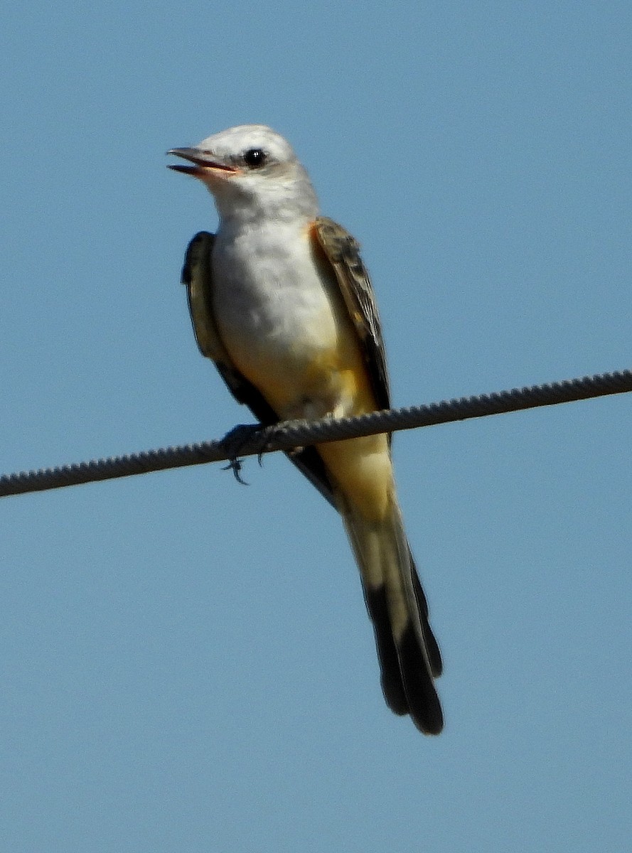 Scissor-tailed Flycatcher - ML623958020