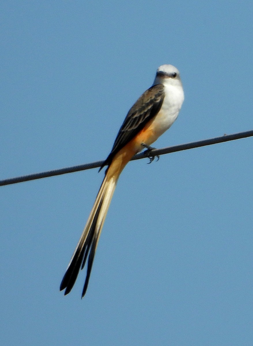 Scissor-tailed Flycatcher - ML623958023