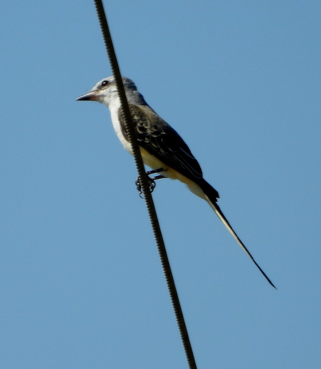 Scissor-tailed Flycatcher - ML623958028