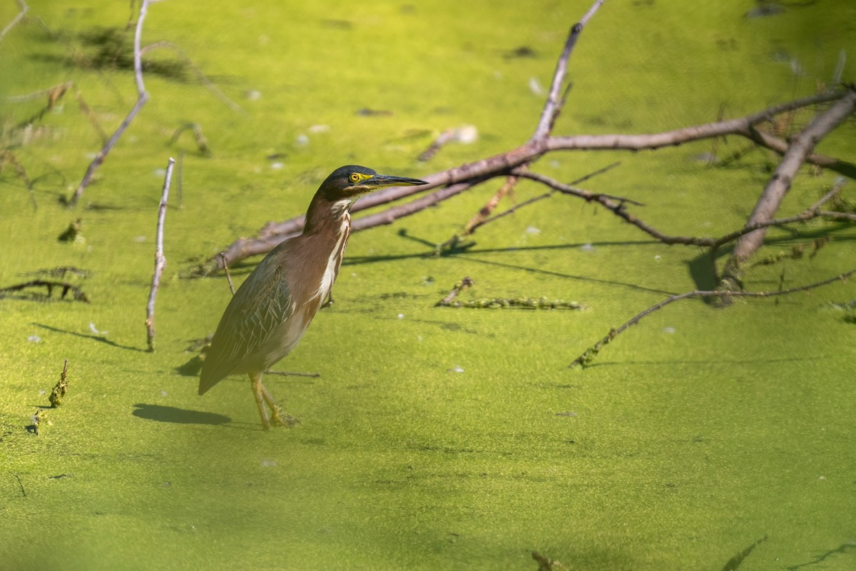 Green Heron - ML623958029