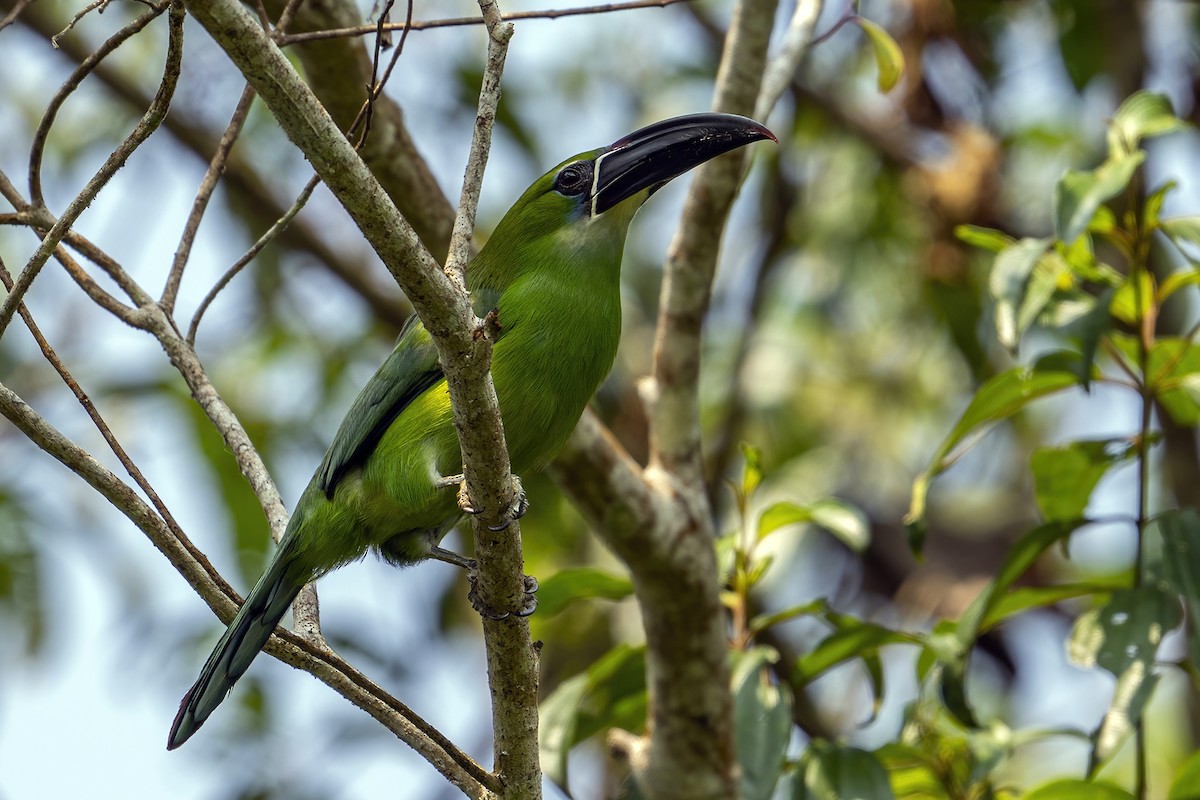 Toucanet de Derby - ML623958030