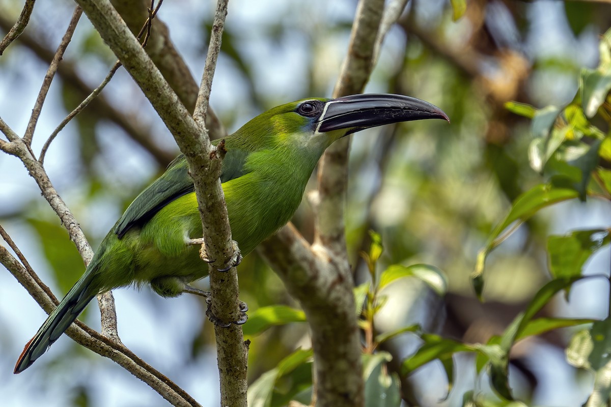 Toucanet de Derby - ML623958031