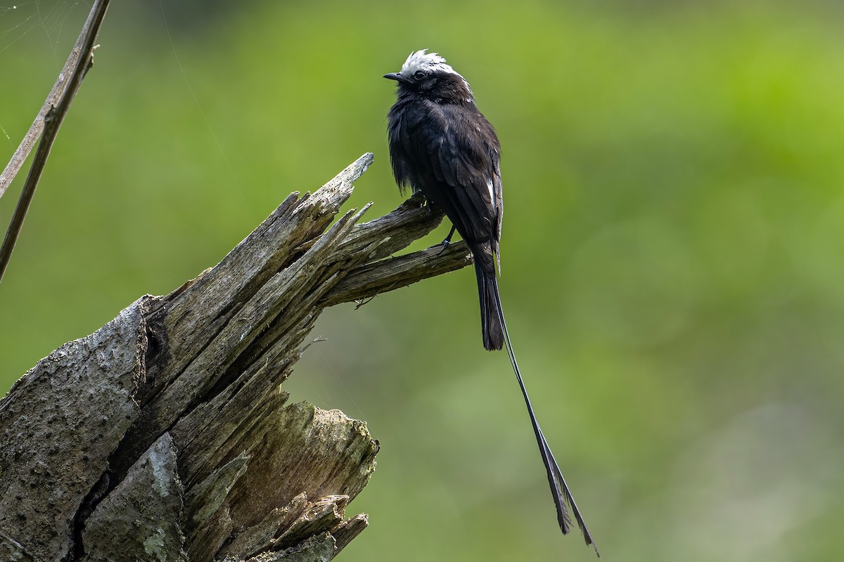 Long-tailed Tyrant - ML623958038