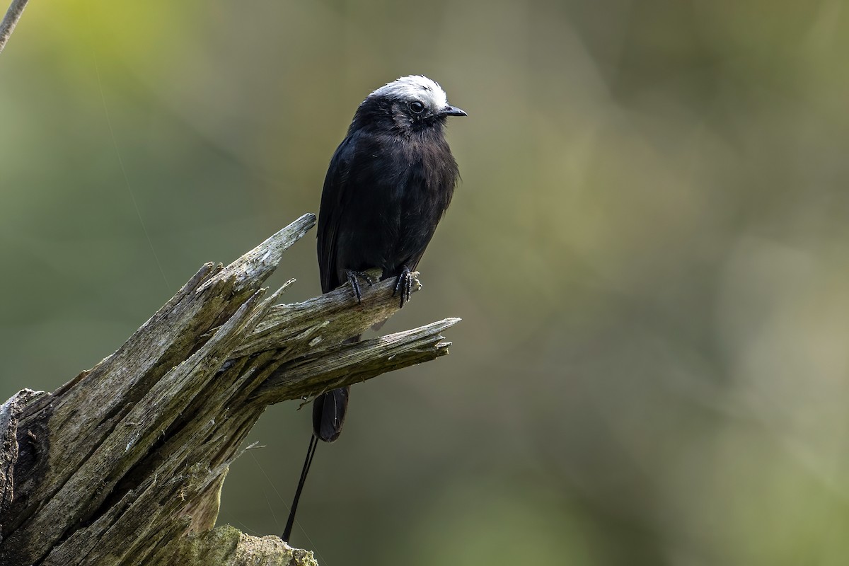 Long-tailed Tyrant - ML623958039