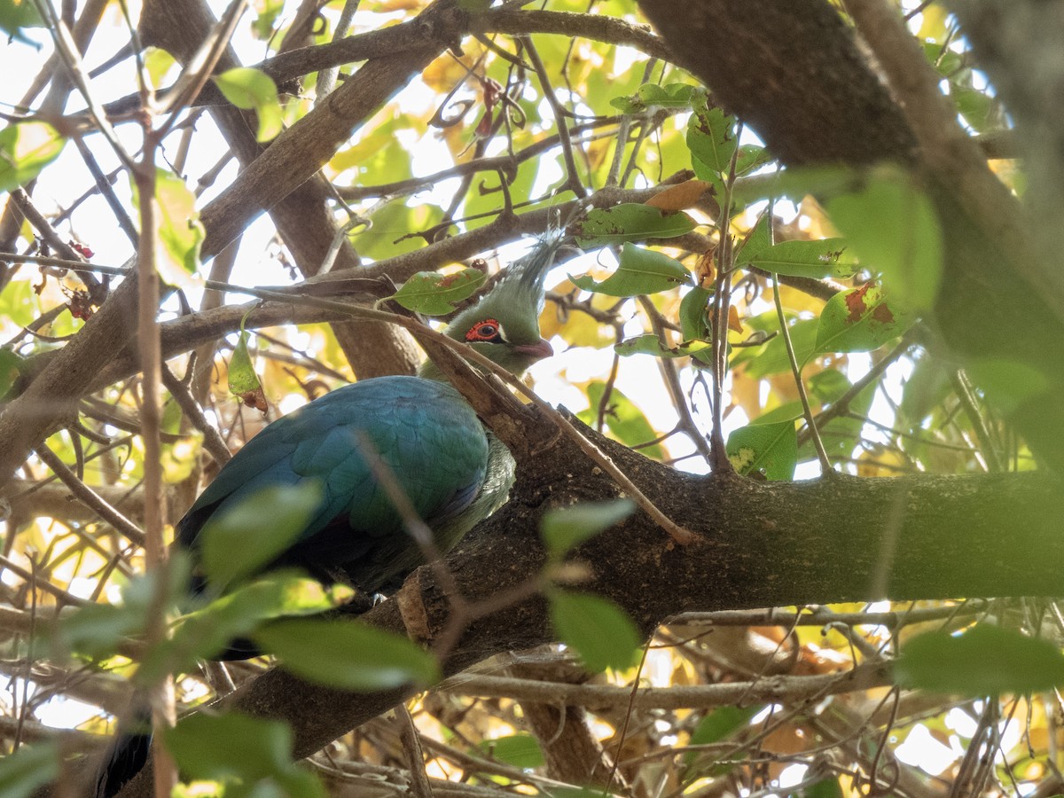 Schalow's Turaco - ML623958046