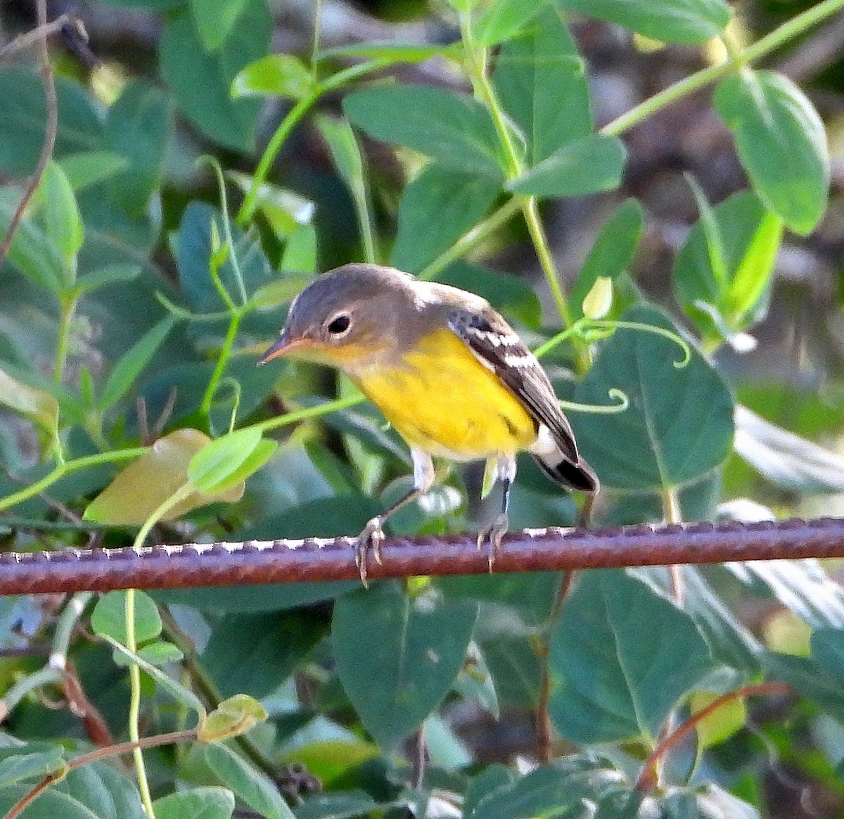 Magnolia Warbler - ML623958051