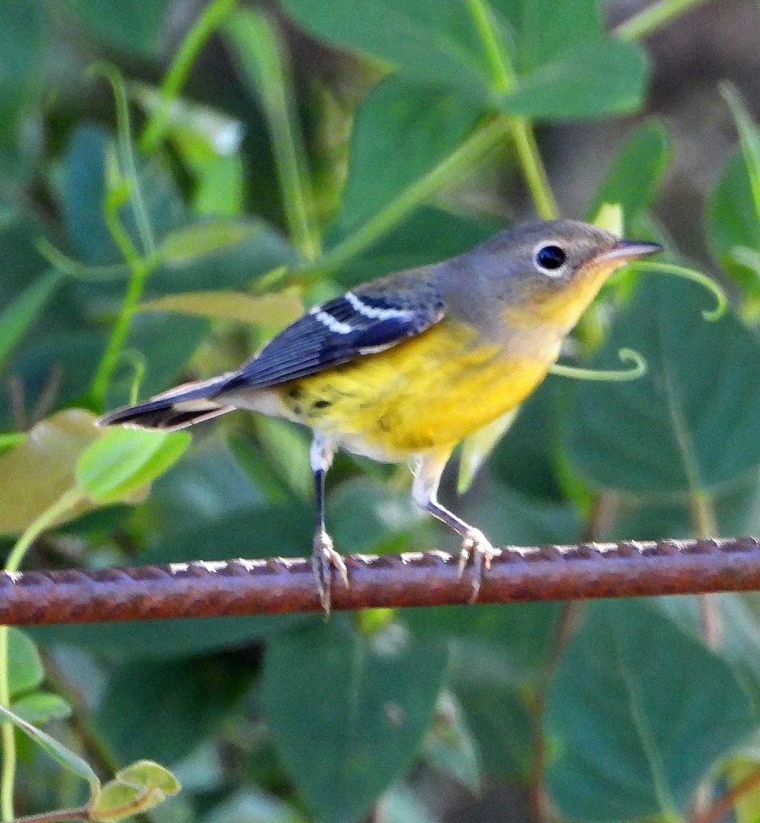 Magnolia Warbler - ML623958053