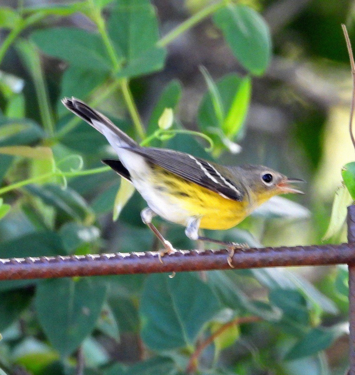 Magnolia Warbler - ML623958056