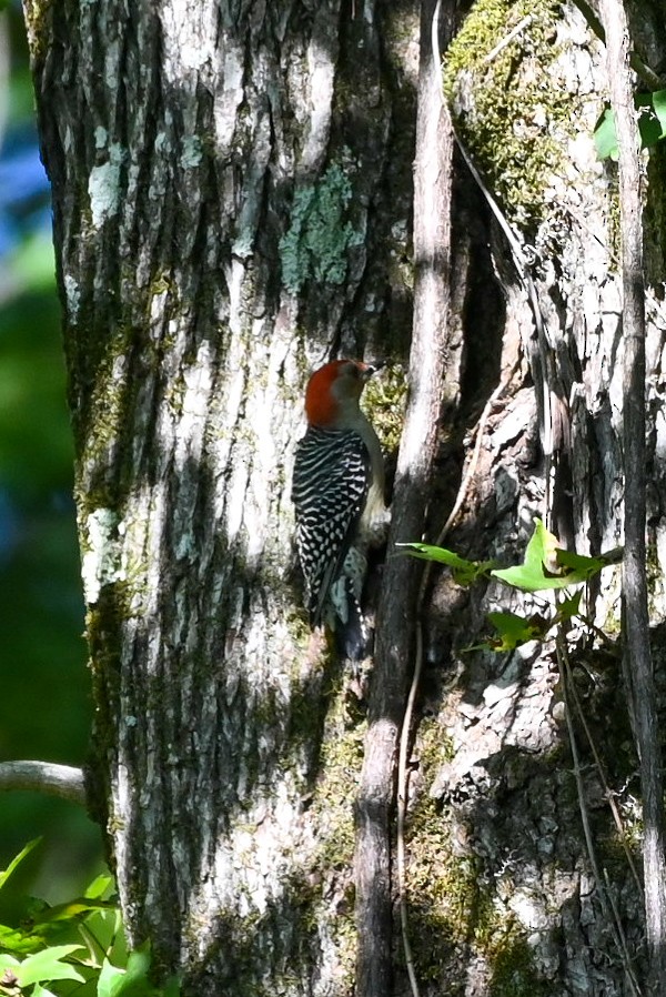 Red-bellied Woodpecker - ML623958057