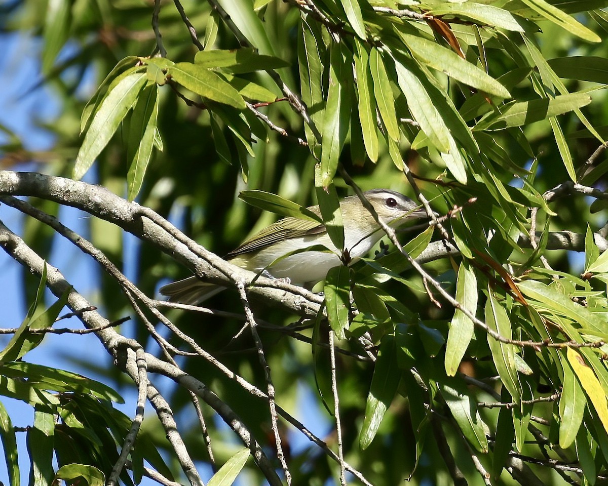 Red-eyed Vireo - ML623958075