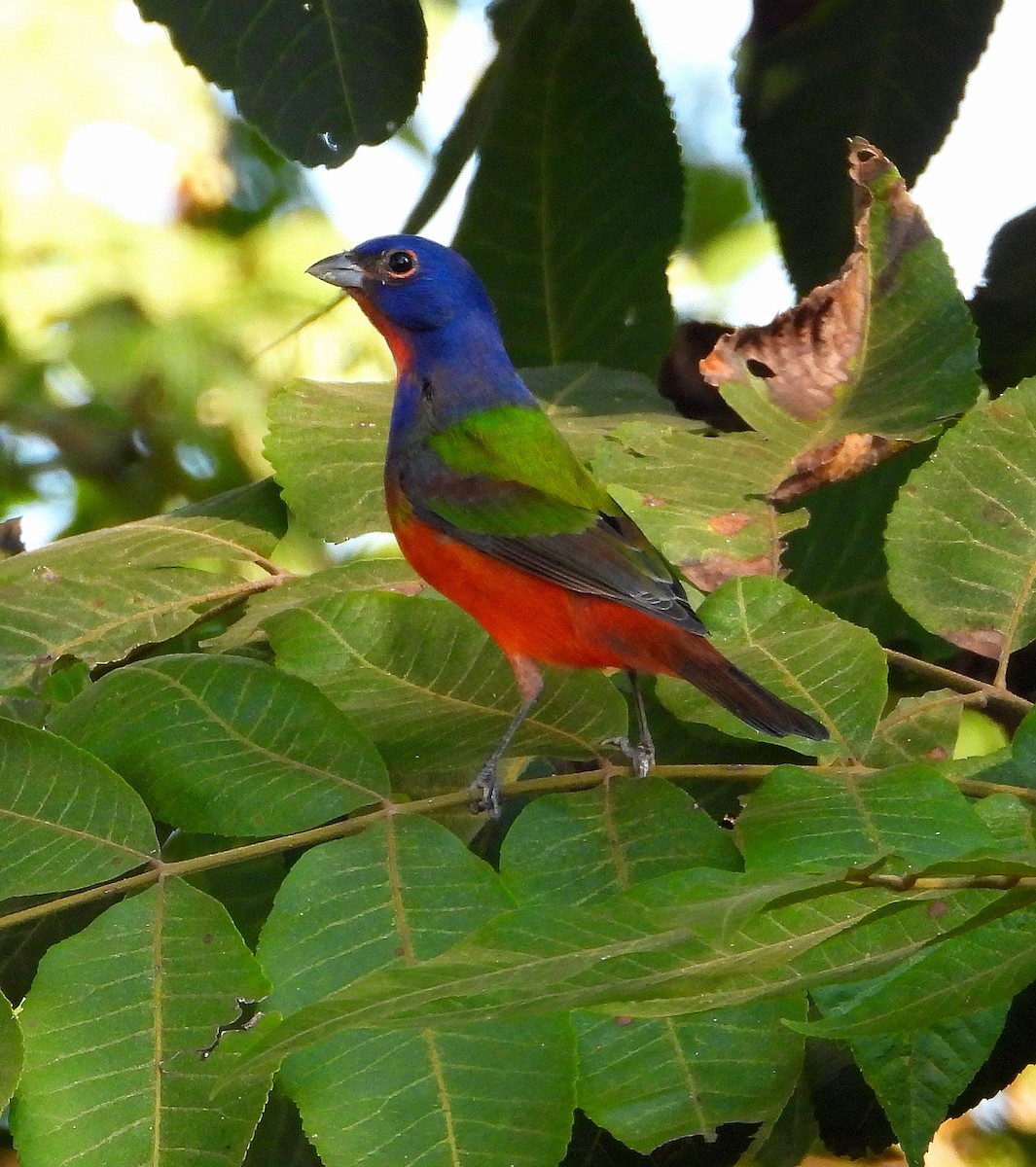 Painted Bunting - ML623958077